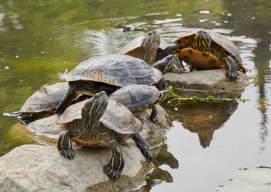 turtle rest on rock at sun