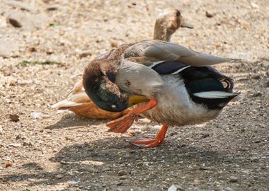 duck in the farm