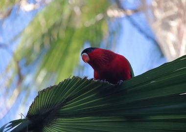 Parrots Paradise