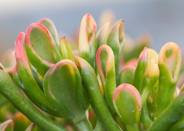 succulent plant 