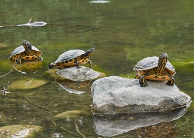 turtle rest on rock at sun