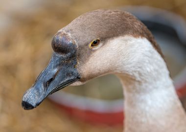 goose in the farm