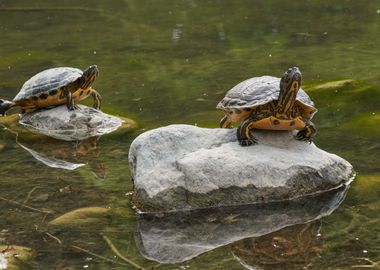 turtle rest on rock at sun