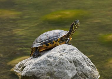 turtle rest on rock at sun