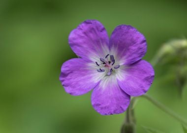 wildflower in the mountain