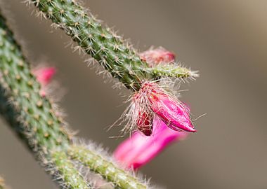 succulent plant 