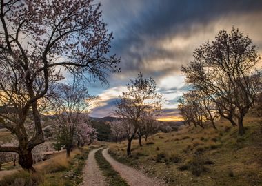 A path between almond tree