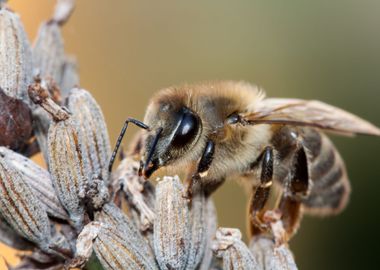 Bee                       