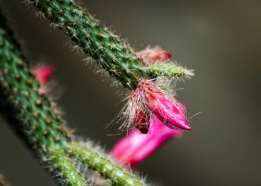 succulent plant 