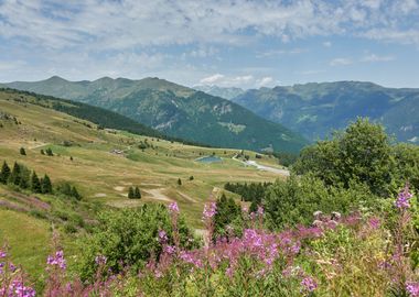 wildflower in the mountain