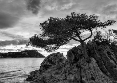 A lonely tree in Lloret