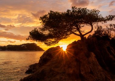 Lonely tree at sunrise