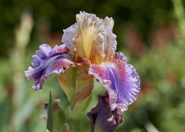 iris gladiolus in bloom