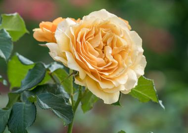 beautiful rose