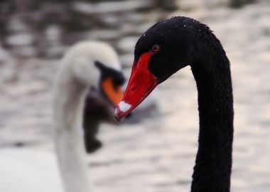 SWANS                     