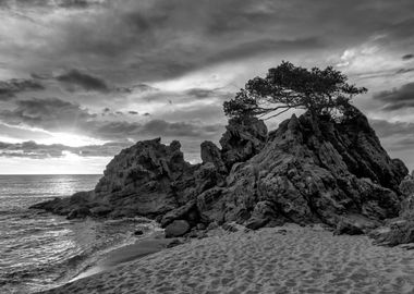 A lonely tree in Lloret