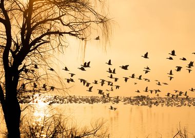 Silhouette of Geese