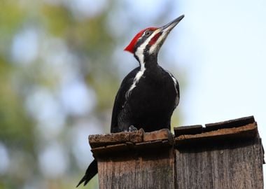 bird hair red sit