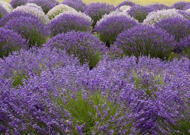 purple flowers