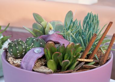 succulent plant in the vas