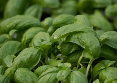 basil for delicious recipe