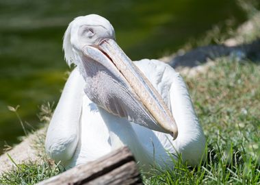 pelican in the farm