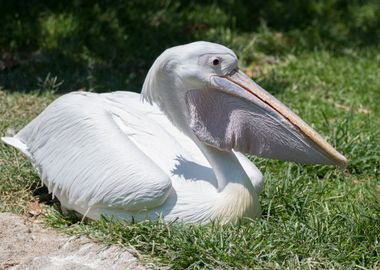 pelican in the farm