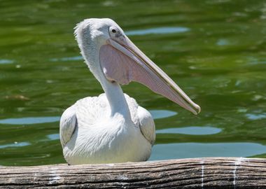 pelican in the farm