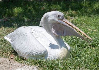 pelican in the farm