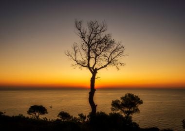 Silhouette of a tree