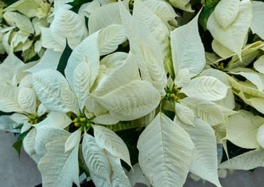 variety of poinsettia