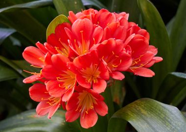 clivia in the garden