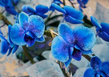 blue orchid in bloom