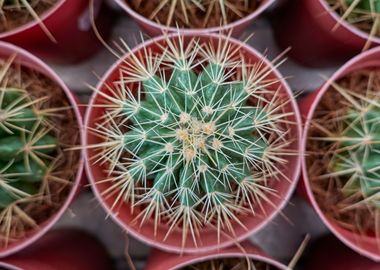 succulent plant in bloom 