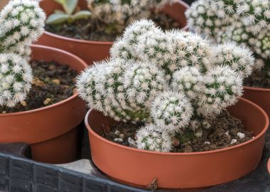 succulent plant in bloom 