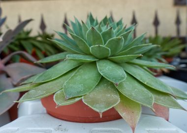 succulent plant in bloom 