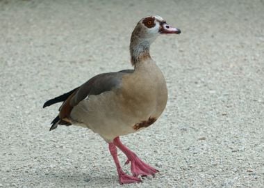 egyptian duck at lake