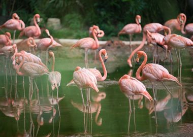 Flamingo flock