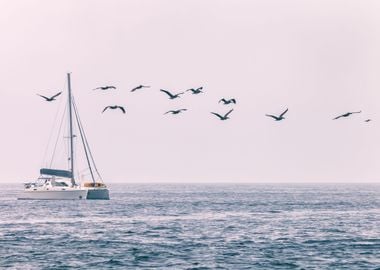 Boat with Pelicans