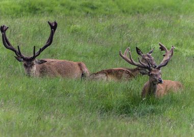 deer in the farm