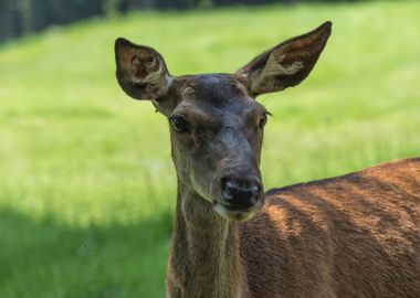 deer in the farm