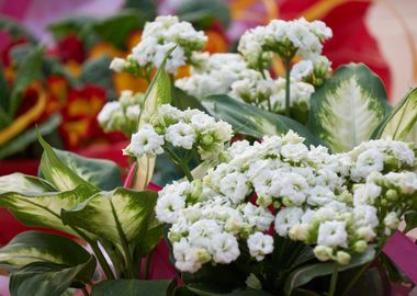 bouquet with white flower