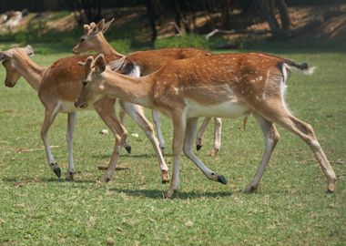 deer in the farm