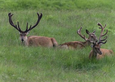 deer in the farm