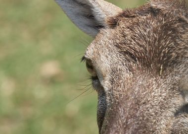 deer in the farm