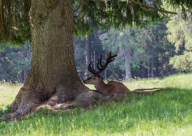 deer in the farm