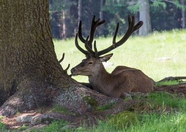 deer in the farm