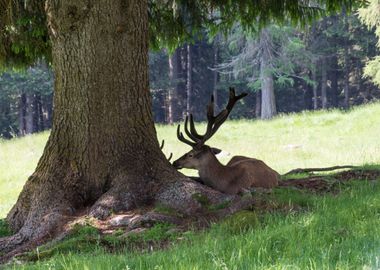 deer in the farm