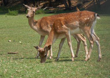 deer in the farm