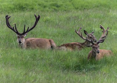 deer in the farm